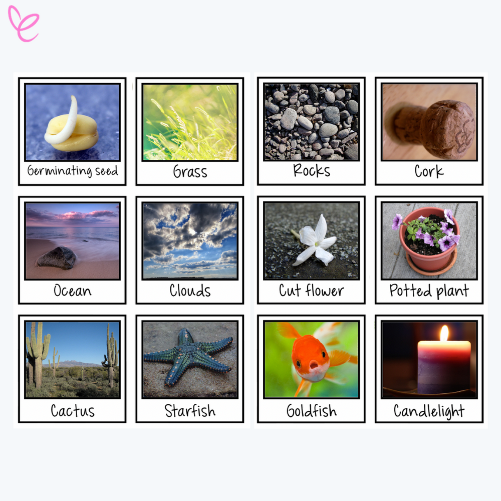 Set of labelled cards featuring images for a living, once living, and non-living sorting activity, including items like germinating seed, grass, rocks, and goldfish.